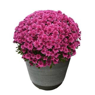 Subscriptions | The Home Depot