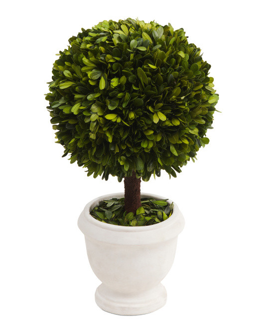 18in Real Preserved Boxwood Ball Topiary In Pot | Home Essentials | Marshalls | Marshalls