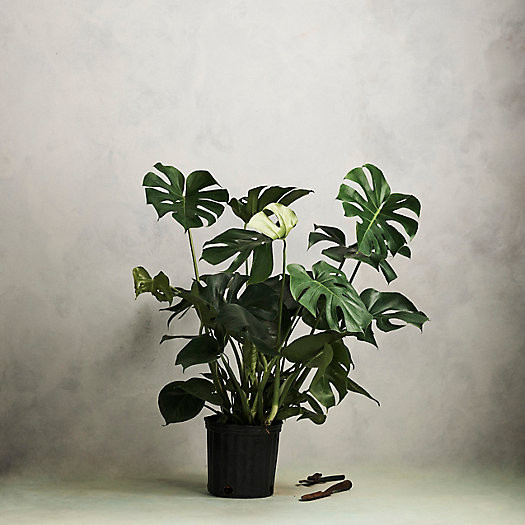 Monstera Deliciosa | Terrain