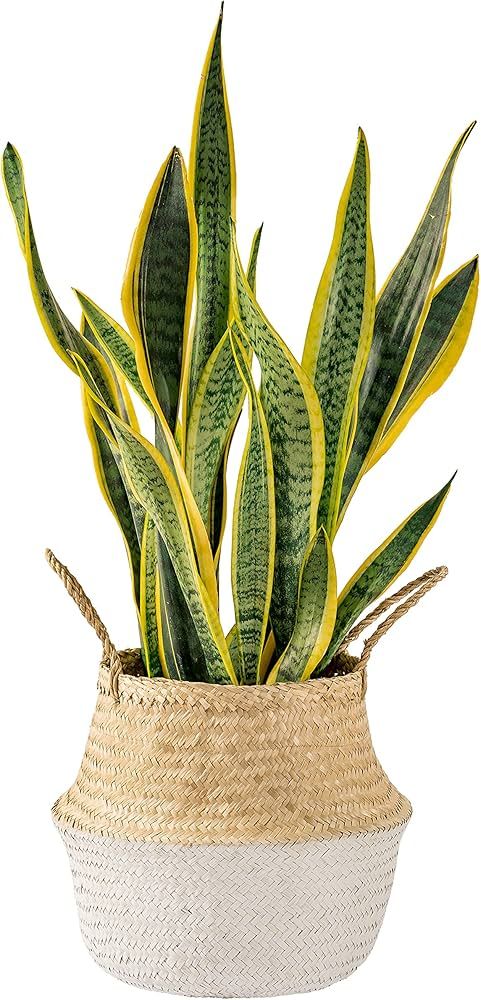 Artera Woven Seagrass Plant Basket - Wicker Belly Basket Planter Indoor with Plastic Liner and Ha... | Amazon (US)