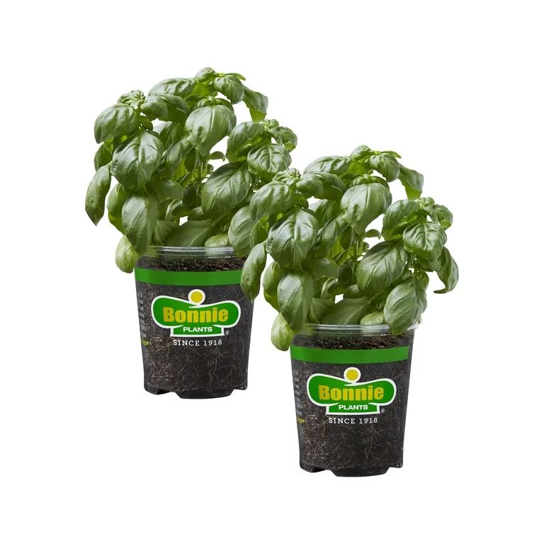 Bonnie Plants Sweet Basil 19.3 oz. 2-Pack | Walmart (US)
