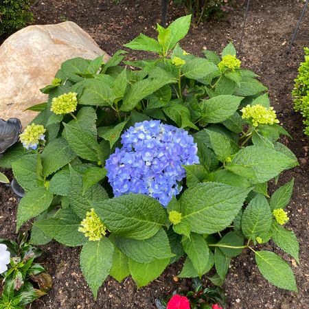 Blue hydrangeas for the front garden 🪴 

#LTKSeasonal #LTKHome #LTKStyleTip