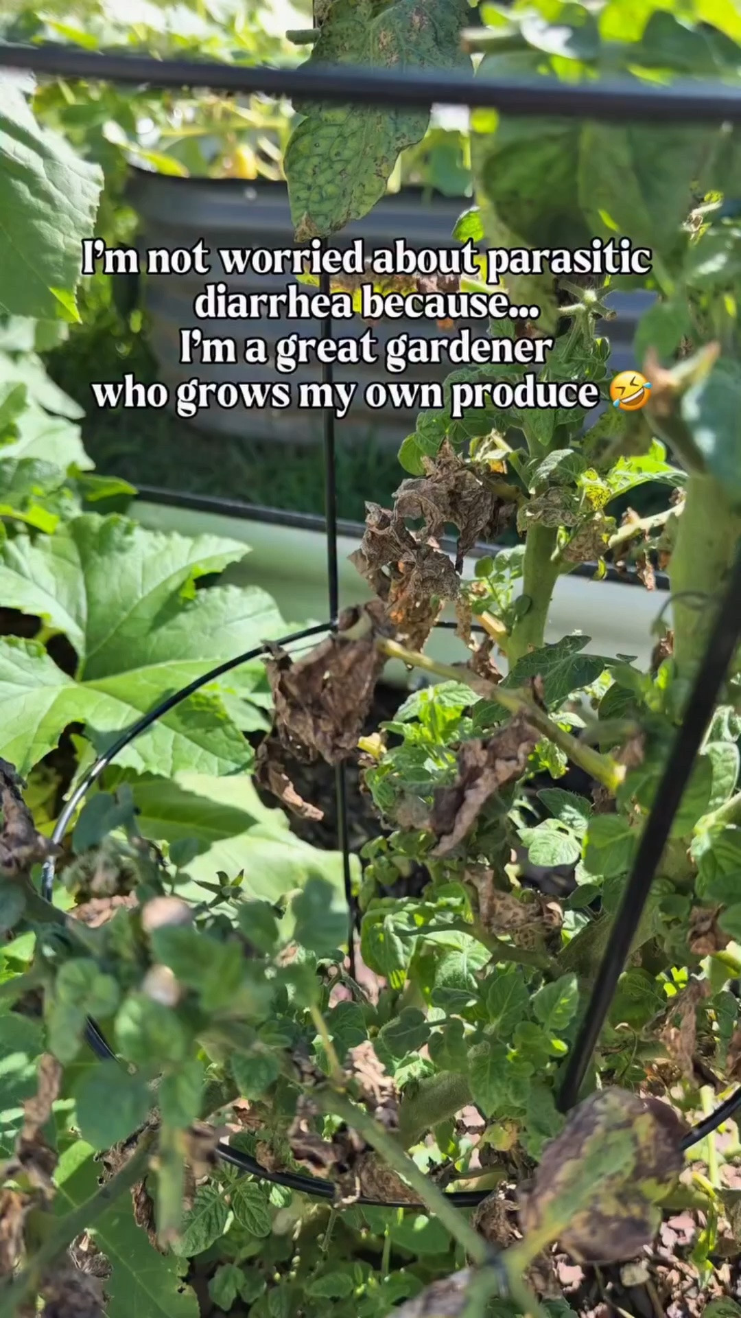 I mean, how long do y’all think we’d survive on 3 cherry tomatoes, 4 cucumbers, and 2 squash from my vegetable garden? 😂 My raised garden beds have been struggling this year thanks to the deer, but technically my produce is homegrown and fresh!

Although… when you already deal with chronic GI issues every day, would you even notice the difference? 🤣

Any other gardeners having a rough harvest this year, or is it just me? 🌿🍅🥒

#LTKfoodie #LTKHome #LTKSeasonal