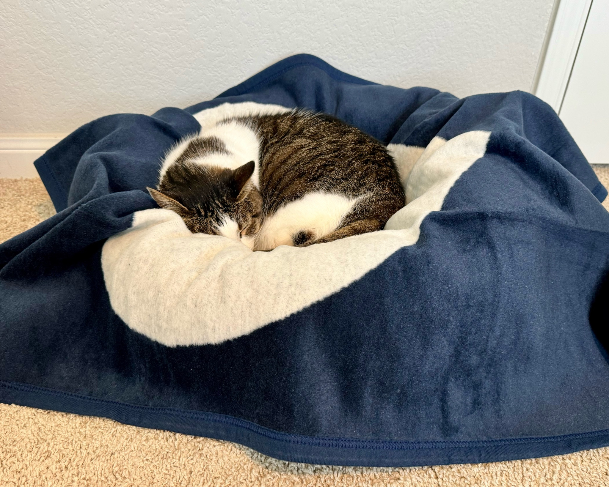 Little nugget thoroughly enjoying her new pet size Chappy Wrap 🥰

#LTKSeasonal #LTKGiftGuide #LTKfamily