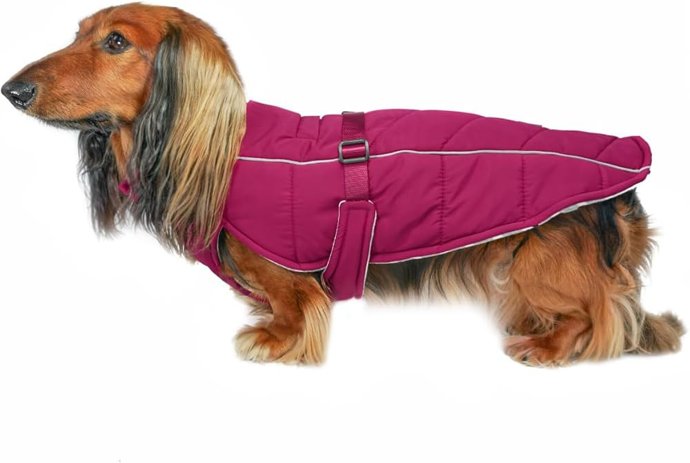 DJANGO Whistler Winter Dog Coat—Premium Warm and Insulated Dog Jacket with Windproof and Waterp... | Amazon (US)
