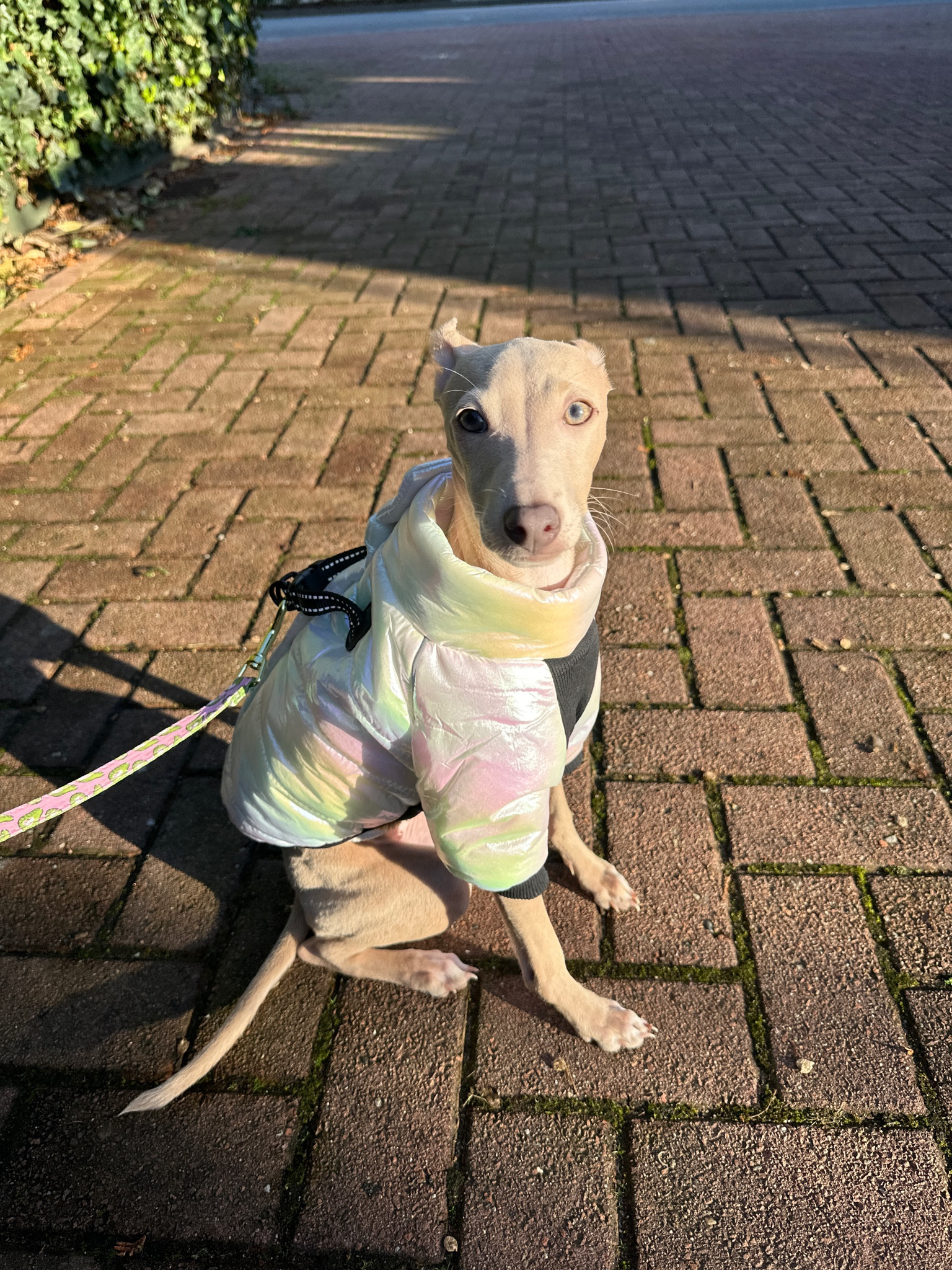 Dog Puffer jacket 🐶

#LTKFindsUnder50 #LTKPets