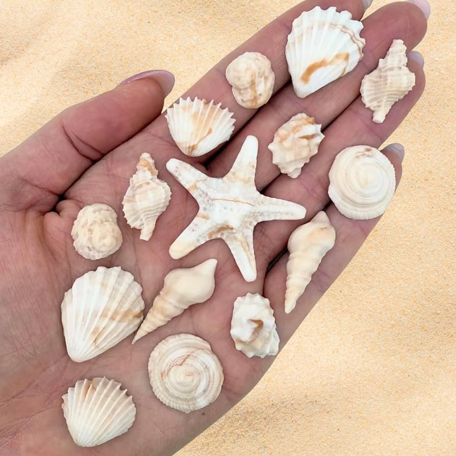 15 Dye Free Seashell Edible Cake Decorations, Vegan, Gluten-Free, Edible Cake Toppers for Cupcake... | Amazon (US)