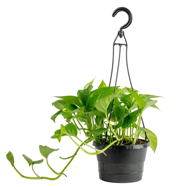 Expert Gardener 12" Green Pothos House Plant in 6" Hanging Basket | Walmart (US)