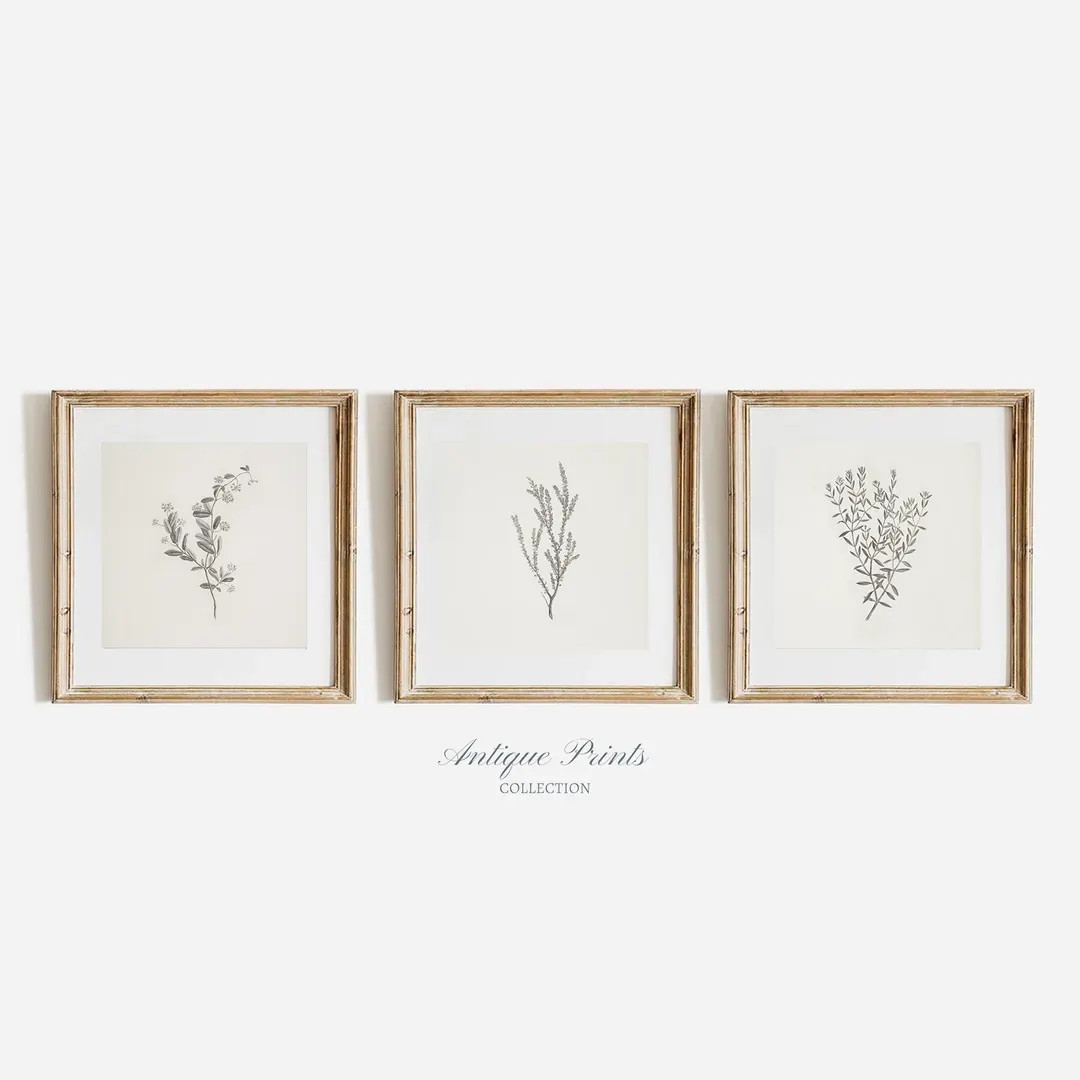 Set of 3 Neutral Branch Square Drawing, Vintage Botanical Gallery Wall Set Prints, Flower Antique... | Etsy (US)
