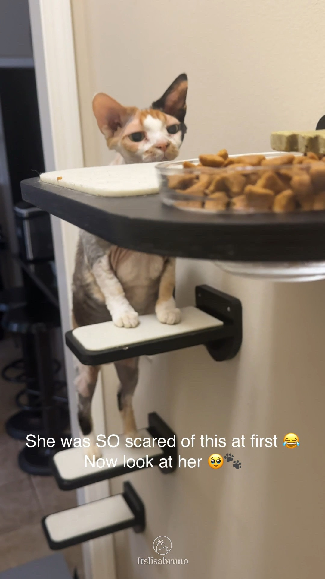 Cat Wall Furniture 🐾 | Shelves + Elevated Feeder 

Karma finally decided the cat wall was safe 😂🐾

She was a little nervous about it at first, but this was her first time using the wall shelves + elevated feeder all by herself…with Teddy keeping a very close eye on her. 😂

I LOVE getting the cats up off the floor and giving them their own vertical space. 🐈‍⬛🤍

I linked my exact setup + some similar cat wall furniture options from @Chewy 👇🏻

#CatFurniture #CatWall #WallMountedCatFurniture #CatFeeder #CatEssentials

#LTKHome #LTKvlog #LTKSaleAlert
