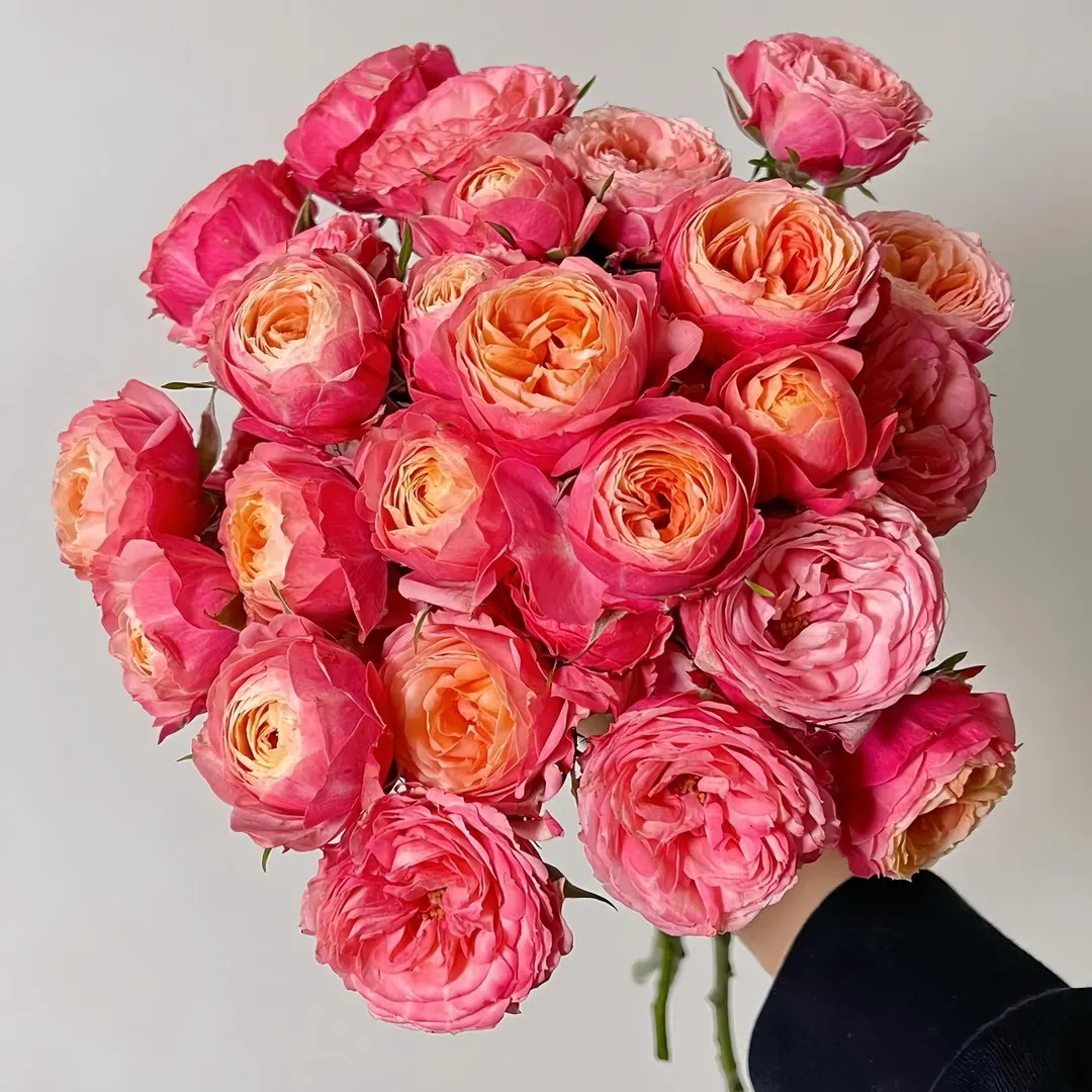 Bico Baby Romantica/romantic Bico. 浪漫比克 - Etsy | Etsy (US)