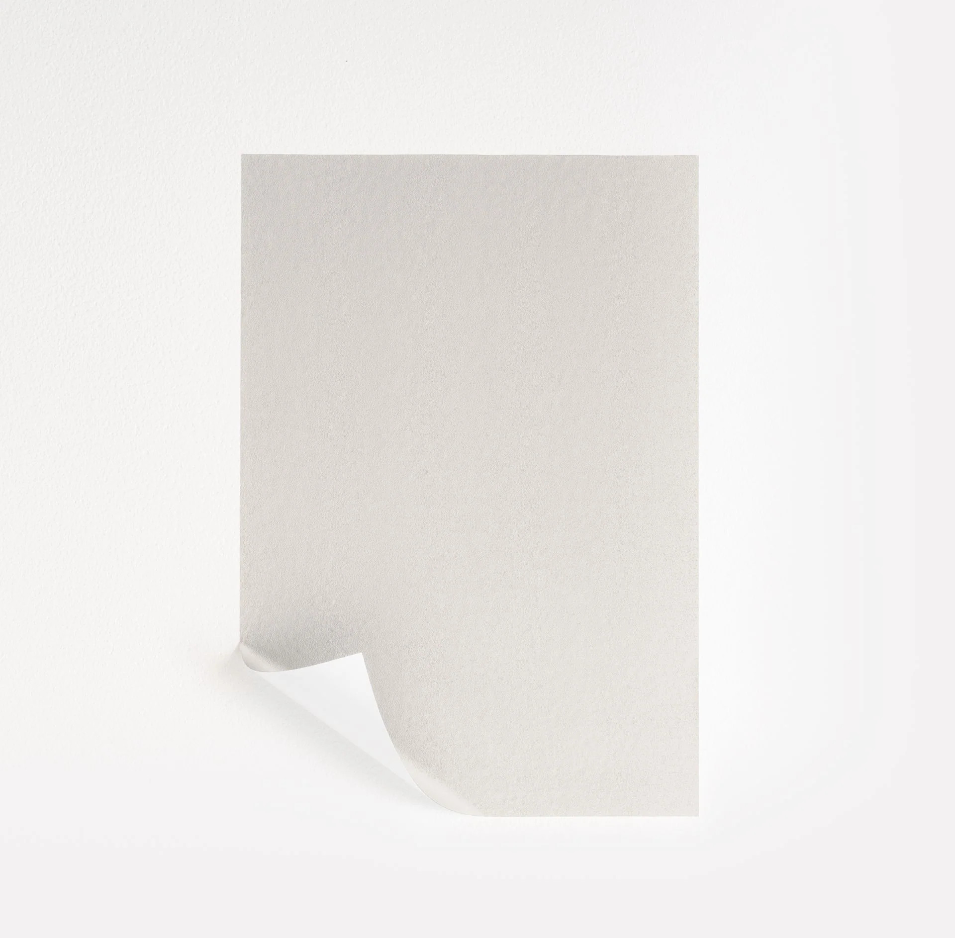 Sand Dollar | Samplize