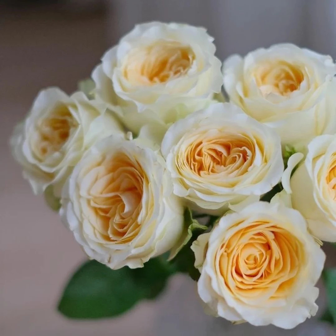 Butter cup . 奶油杯 Own root. Well rooted. Comes with pot. | Etsy (US)