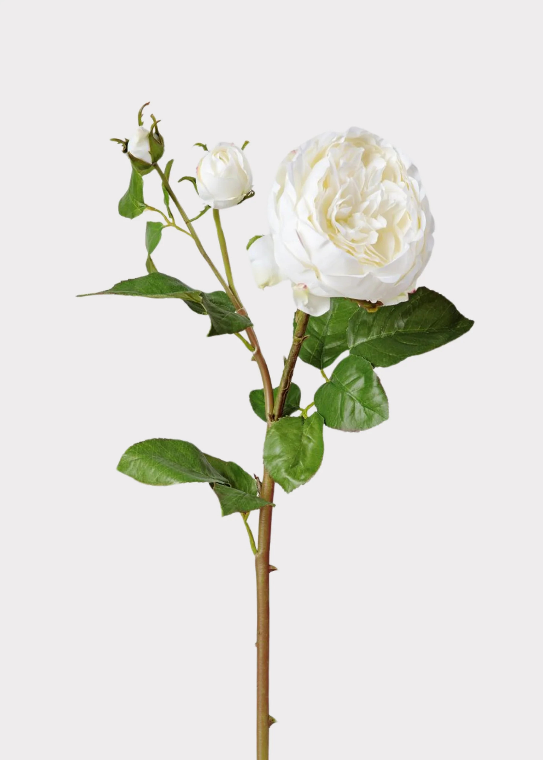 Real Touch Fake Flower English Rose | Fake Flowers at Afloral | Afloral