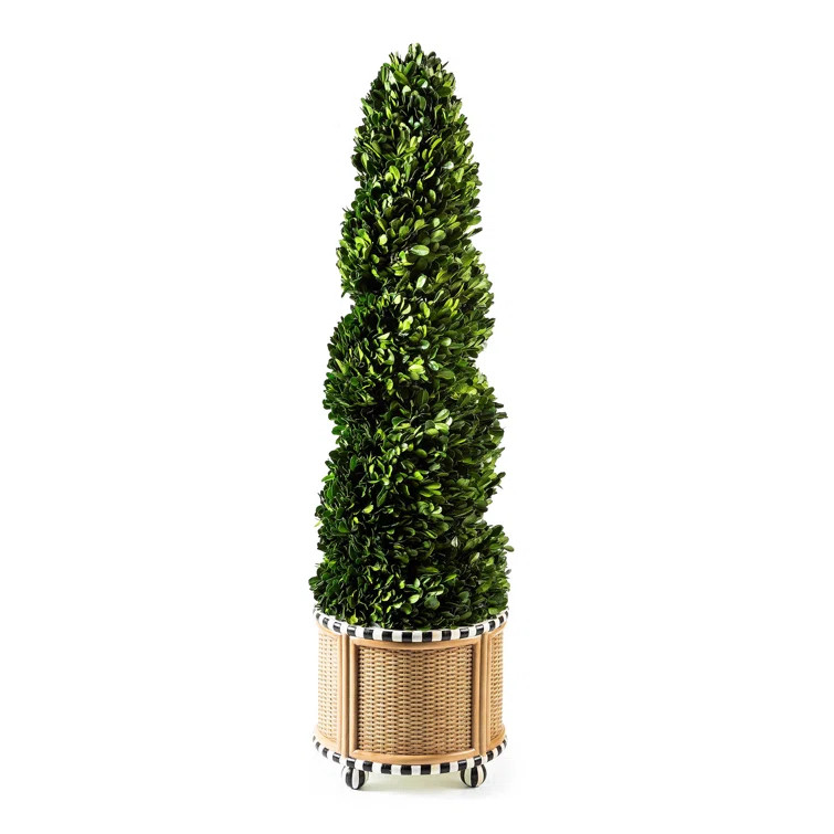Courtly Stripe Basket Weave Spiral Boxwood Topiary | Wayfair North America