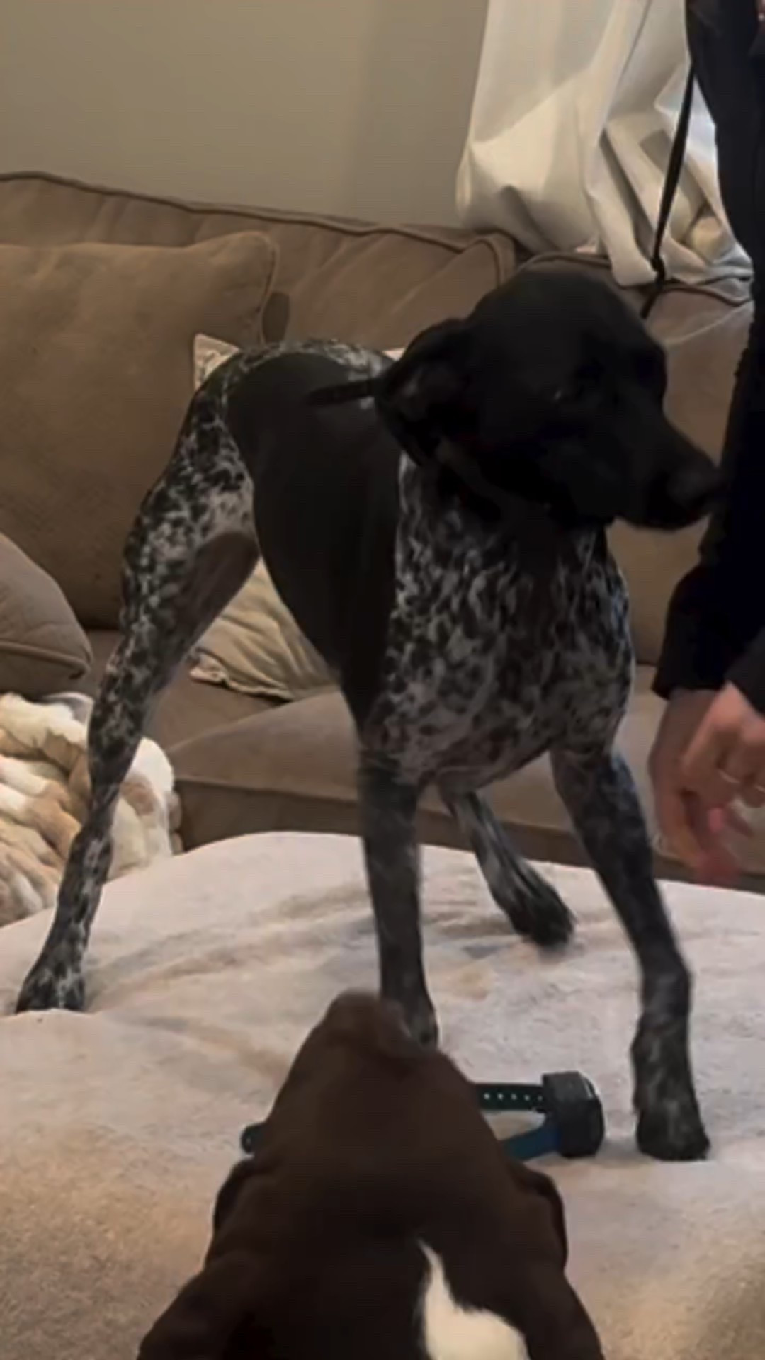 Who else is already feeling exhausted in 2026!?

Every night is definetly not this busy!!! But after this week I am soooo ready for the weekend!!

Things that make my nights easier 💛
@halocollar @garmin @chuckitfetchgames @apetsplanet @lolablankets @jayshetty @snoozerpets @openfarmpet 

#dog #dogmom #doglife