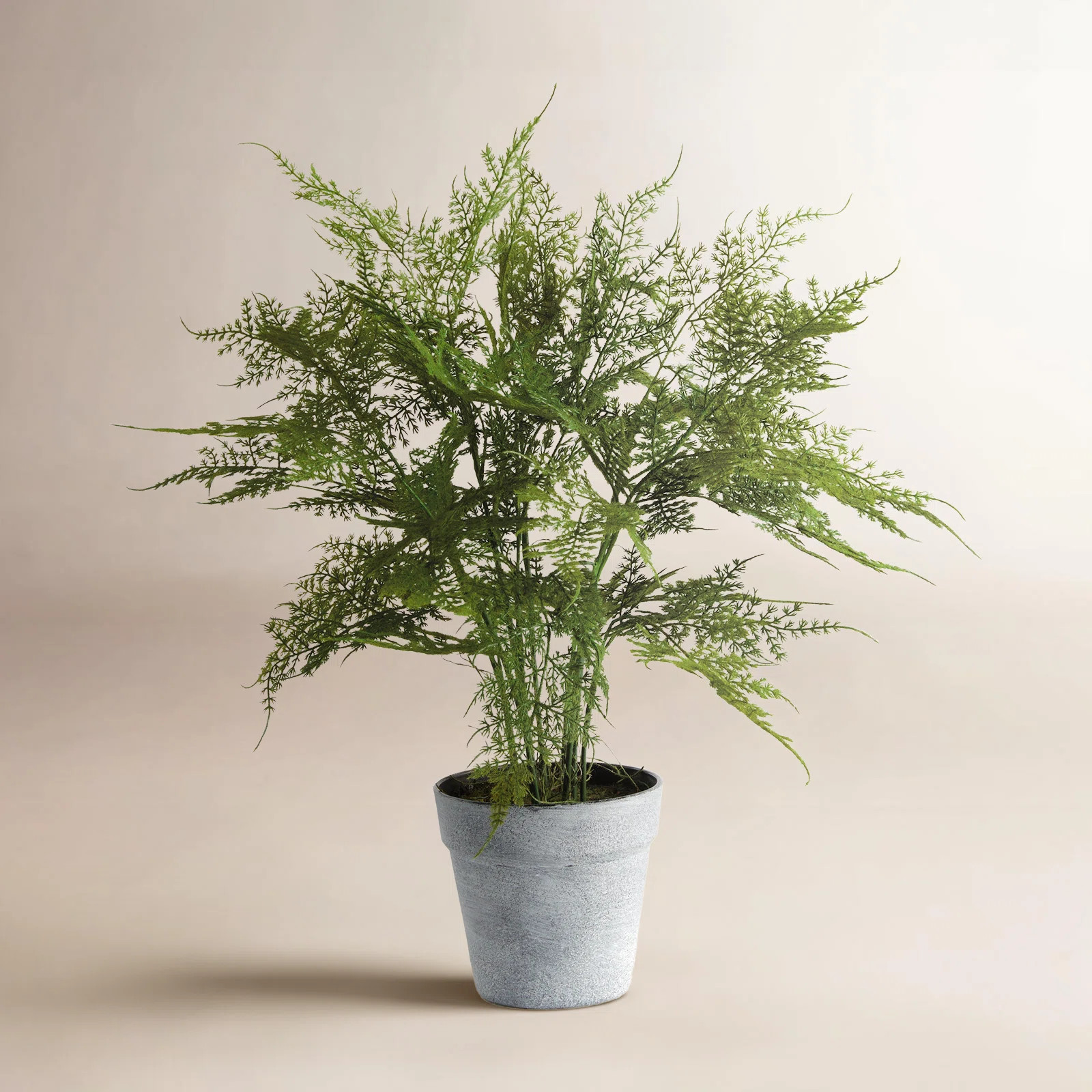 Elspeth Plumosa Fern Drop-In 21" | Wayfair North America