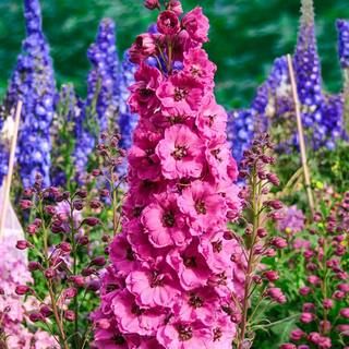 Spring Hill Nurseries Pink Punch Delphinium Live Bareroot Perennial Plant Flowers Pink (1-Pack)-8... | The Home Depot