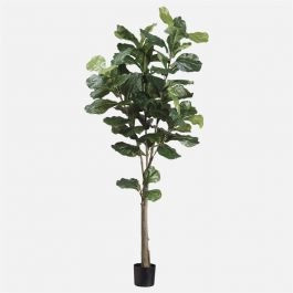 Fiddle Leaf Plant | Linen Chest