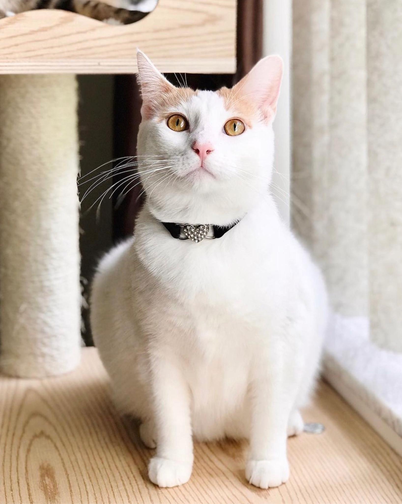 CHUKCHI Heart Bling Cat Collar with Safety Belt and Bell 8-11 Inches (Black)

#LTKunder100 #LTKunder50 #LTKFind