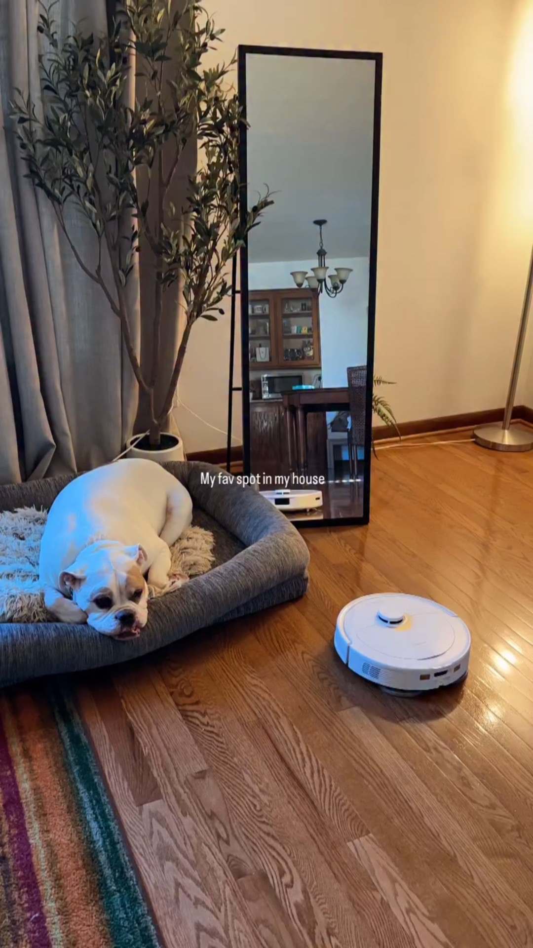 One of my favorite spots in my house.☺️ 🐶 What's your favorite spot at home? 
.
.
.
.

#minivlog #shorts #morningvibes #amazonhome #amazonfinds #slowlifestyle #ltkstyletip #styletip #homedecor #hometherapy #amazonpets

#LTKPets #LTKFamily

#LTKCyberWeek #LTKHome