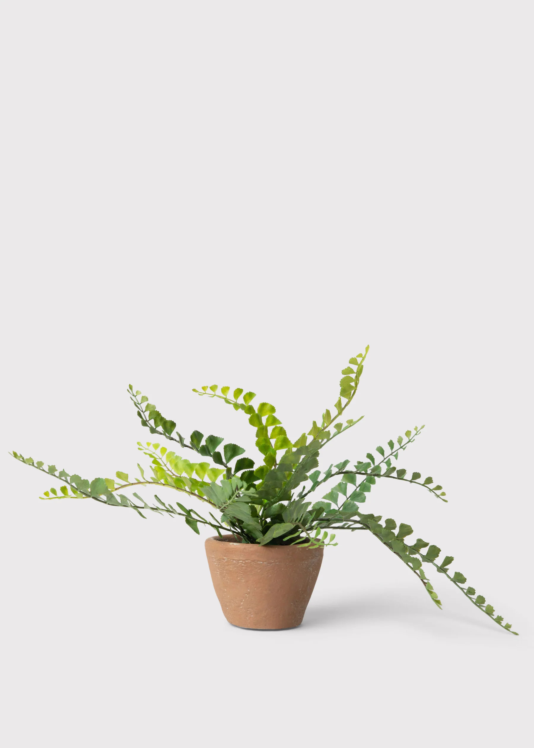 Small Potted Button Fern Plant in Terra Cotta Pot - 9" | Afloral