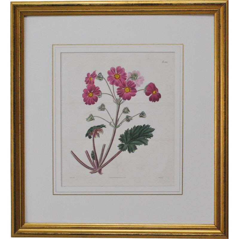 Chinese Primrose, 1825 | One Kings Lane