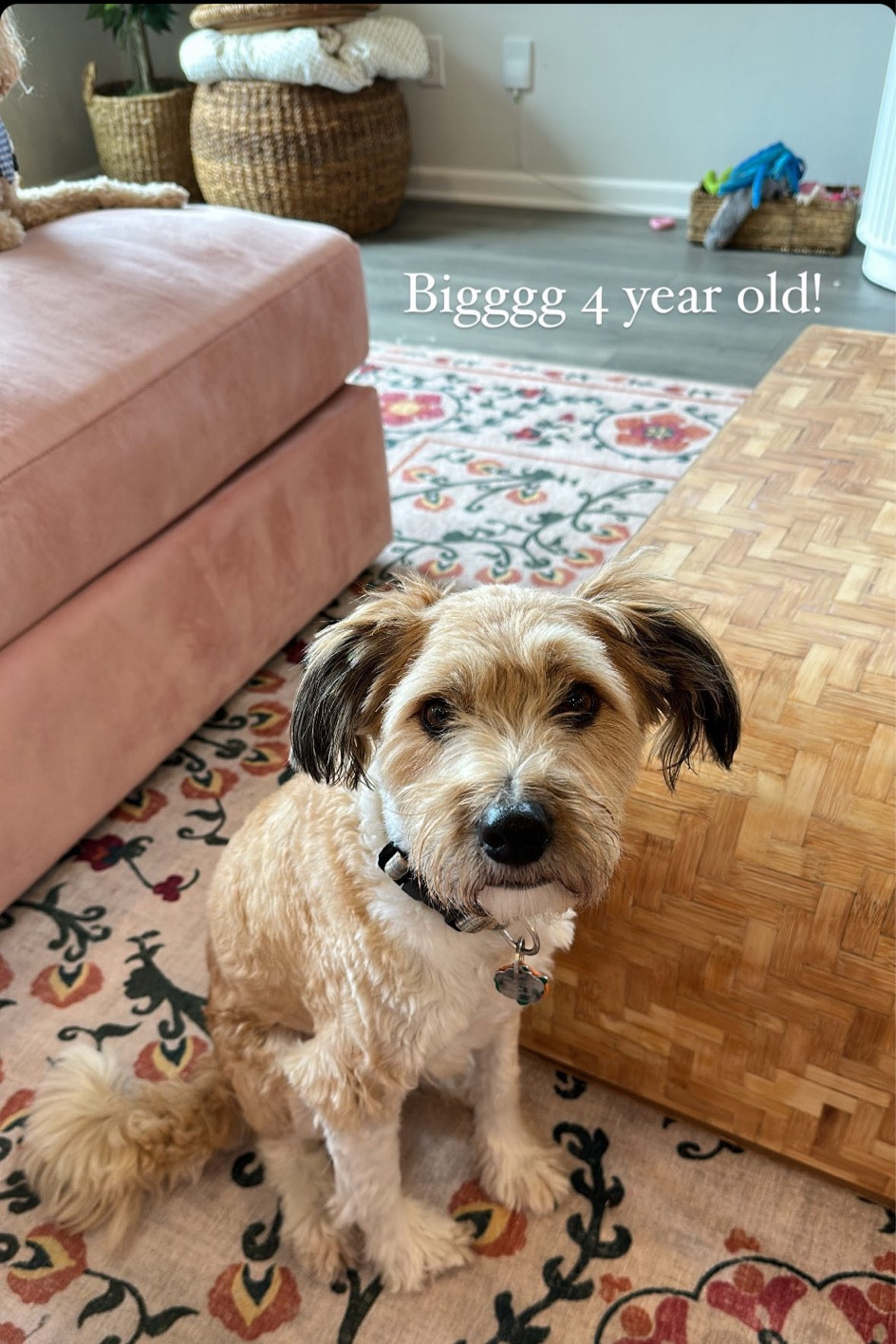 so many are asking for my baskets, rug and couch again! They are all soooo cute and I love the way my home is coming along!! 

#LTKhome #LTKFind #LTKU