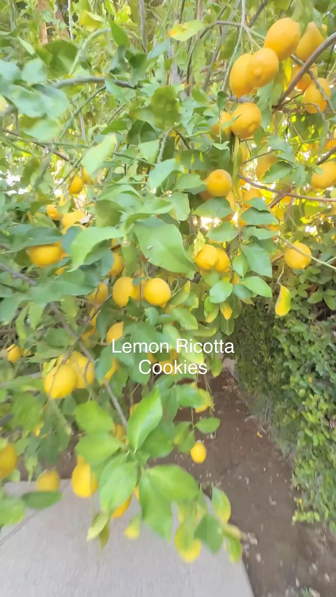 The cookie recipe you'll make on repeat. Find it on my insta.

#LTKdayinmylife #LTKfoodie #LTKmomlife