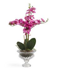 Pink Orchids In Glass Pedestal Vase With Moss And Acrylic | Marshalls