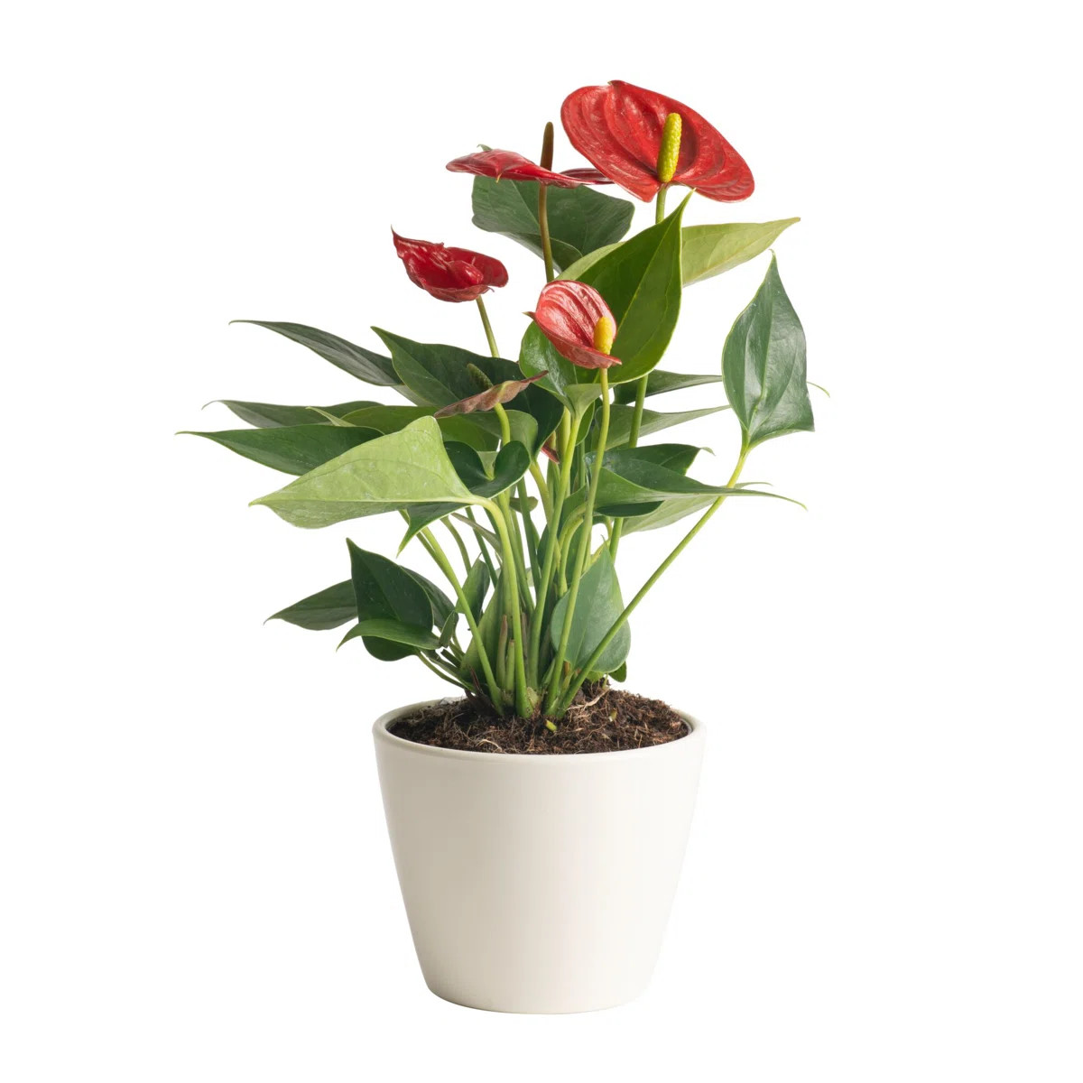 $26.99 | Wayfair North America