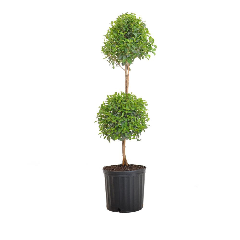 United Nursery 38 in. to 41 in. T Eugenia Topiary Standard Shrub Live Outdoor Euginia Myrtifolia Shi | The Home Depot