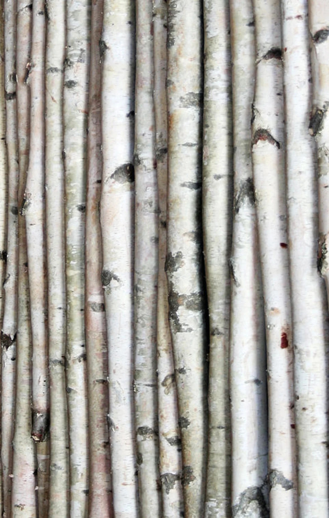 White Birch Poles - Etsy | Etsy (US)