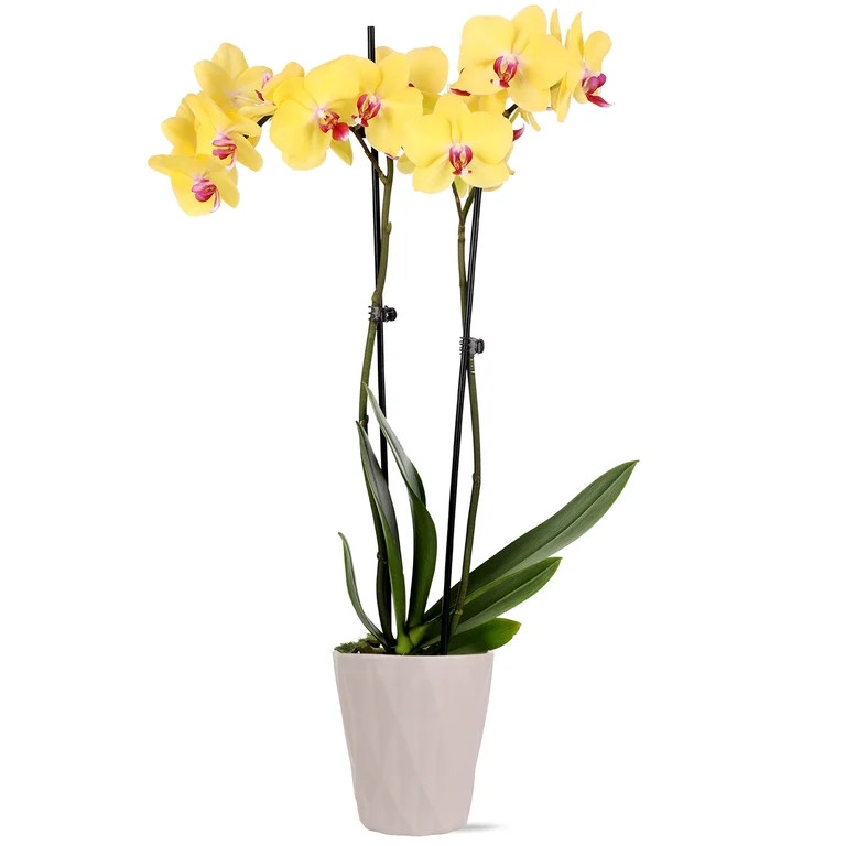 Just Add Ice Live Plant 16-30" Tall Premium Yellow Orchid in 5" Decorative Clay Pot | Walmart (US)