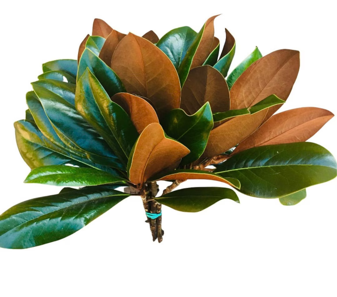 Southern Magnolia Branch Tips: Fresh Cut Stems, Rust Tobacco Leaves - Etsy | Etsy (US)