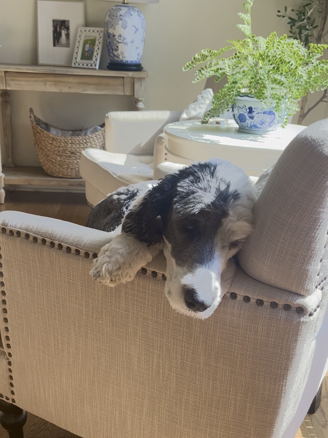 Weekend vibes 🐶☀️😎




Neutral home, classic style, home decor, neutral decor, living room, doodle, sheepadoodle

#LTKStyleTip #LTKHome #LTKPets