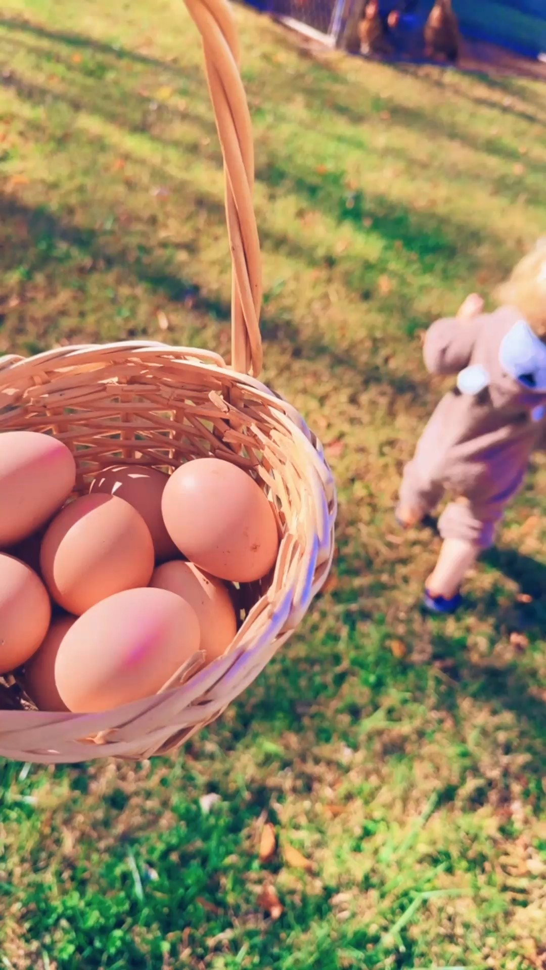 a chilly chilly day in the yard playing in the leaves 🍁, “chiseling ice” 🧊 (everything froze 🥶 last night & they have had SO much fun with this 🤭), checking on the garden 🪴 and collecting eggs 🥚 from our ladies 🐓- so so thankful for these precious days with my baby bears!!! 🧸🐻