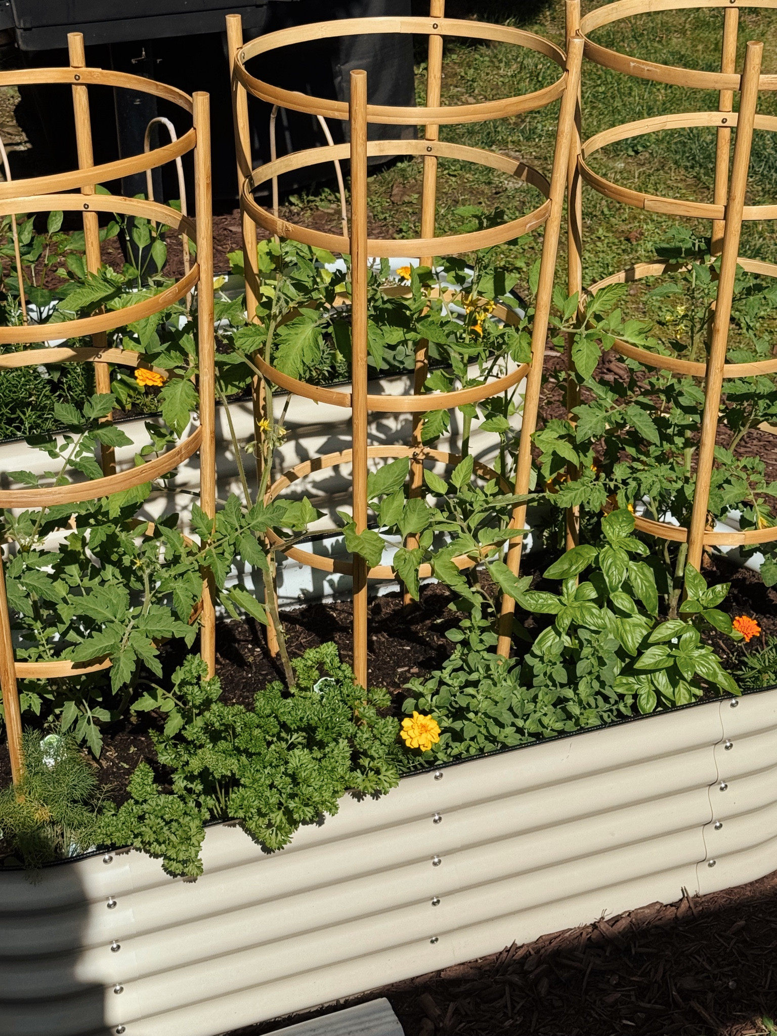 Bamboo tomato cages, comes in a 3 pack.

#LTKHome