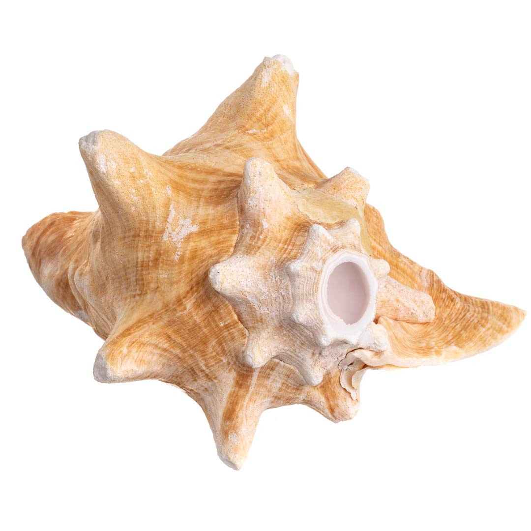 Nautical Crush Trading Conch Shell Decor - Seashell Decor - 6-8" Large Conch Shell Horn - Shells ... | Amazon (US)