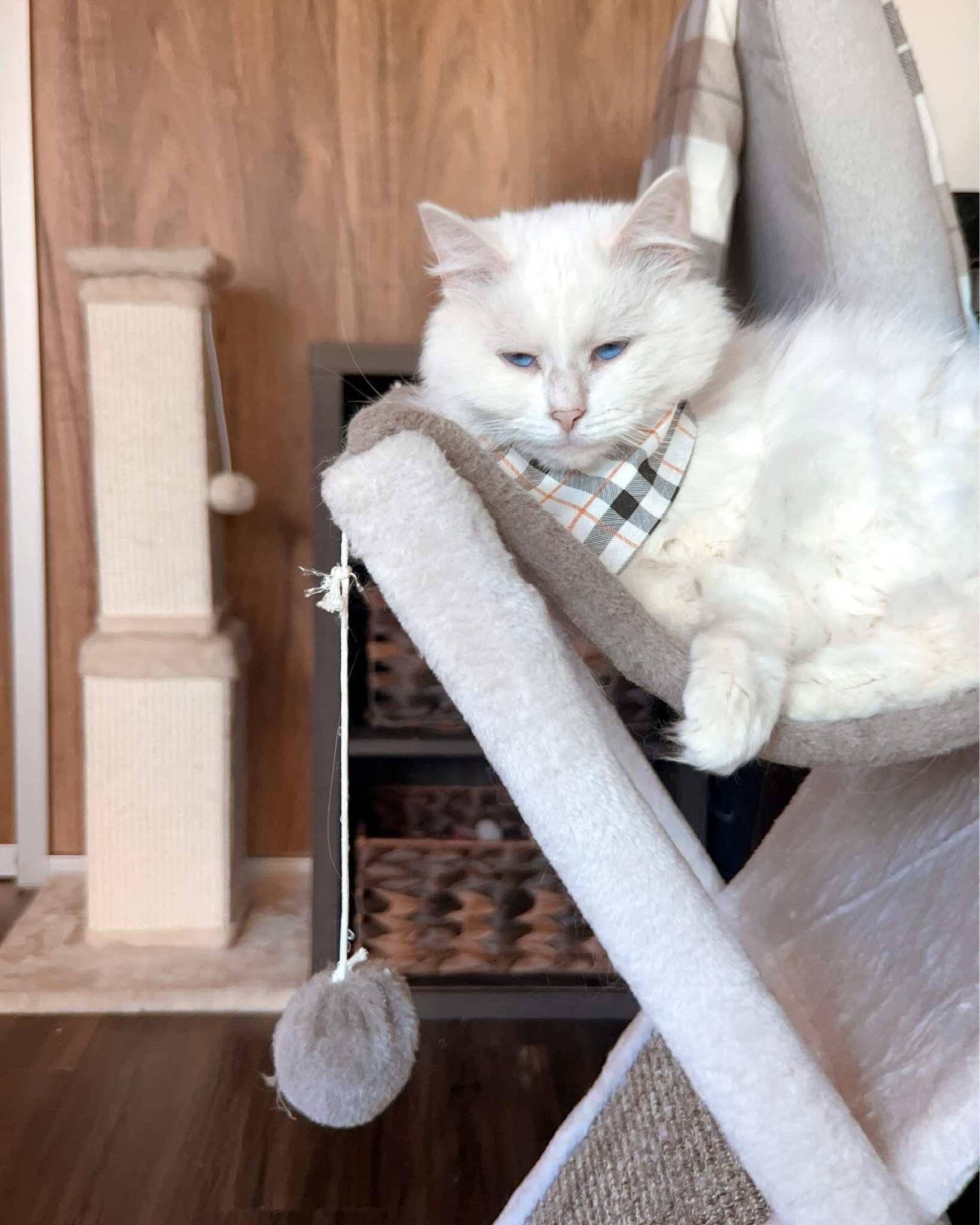 Kitty enjoying her cozy hammock bed ☺️🐾 

#LTKfamily #LTKhome #LTKstyletip