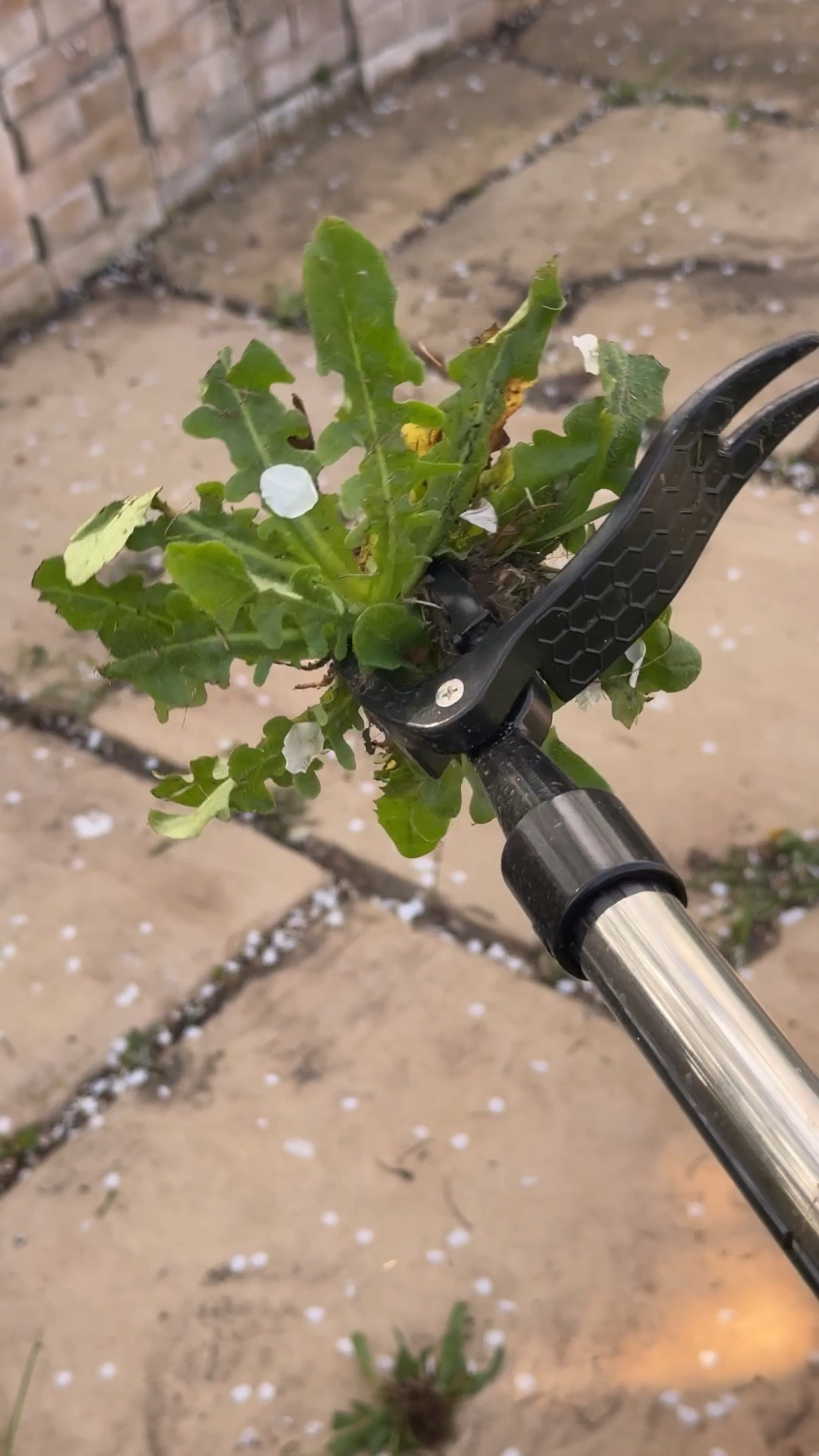 The best weed remover I’ve ever seen! 

#LTKeurope #LTKhome #LTKspring