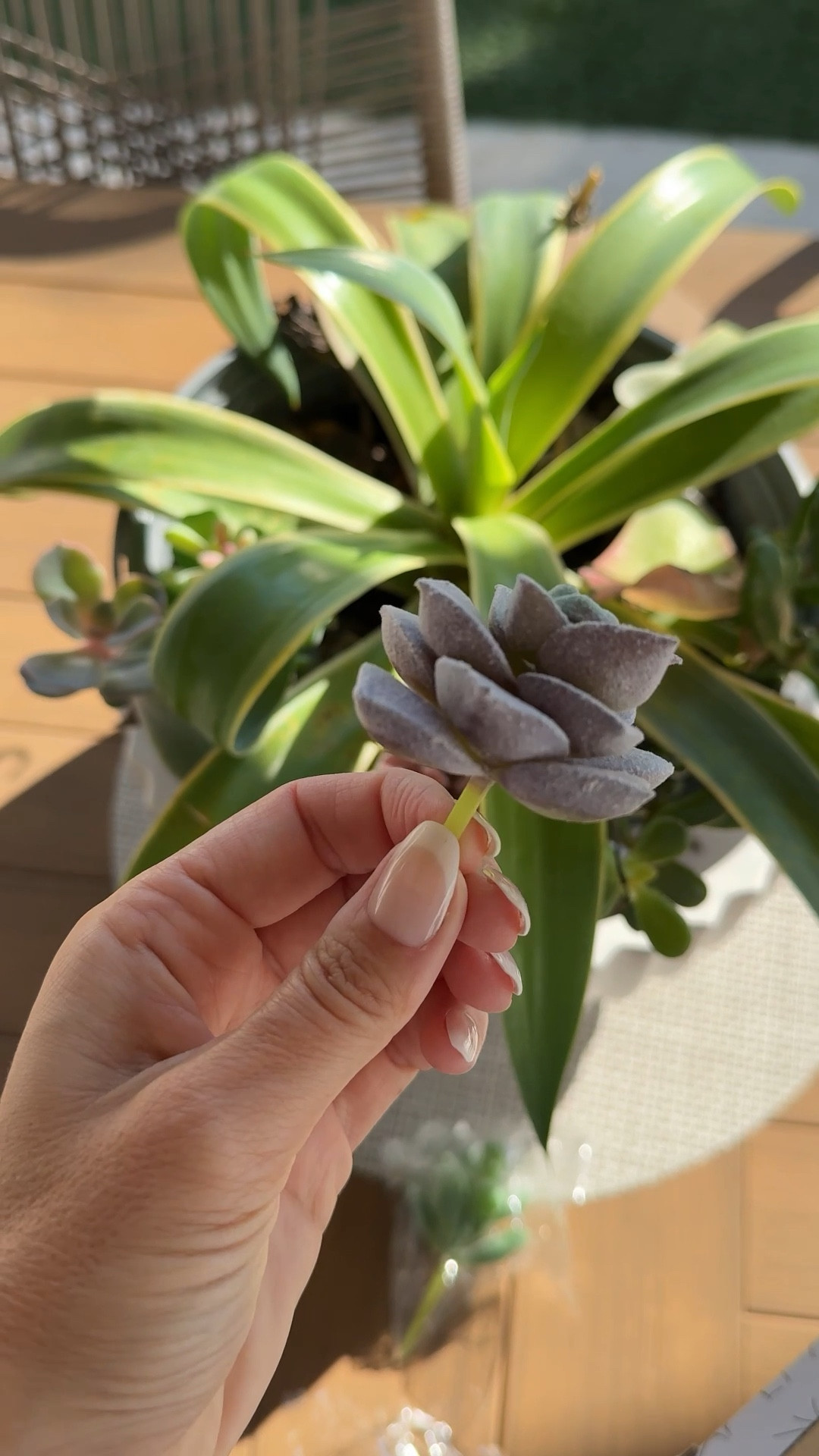 Spring and summer succulents that will never die! 
Faux plants outdoor decor planter garden 

#LTKSaleAlert #LTKSeasonal #LTKHome