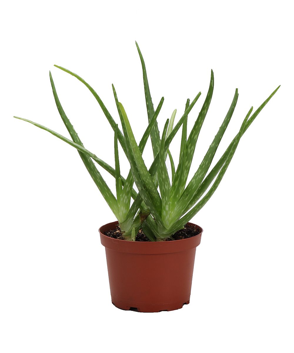 Thorsen's Greenhouse Outdoor Pre-Planted Plants Brushed - Live Aloe Vera Plant in a Large Brushed Co | Zulily