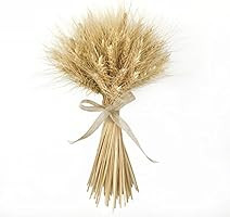 BELLAUSA 13" Length Natural Dried Wheat Sheaves, Wheat Bouquet,Wheat Stalk,Standing Bouquet NaturalB | Amazon (US)