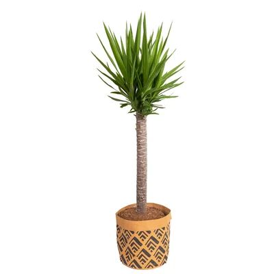 Yucca Plant in Basket | Wayfair North America