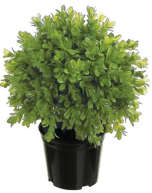10" Boxwood Plant in Plastic Pot | The Nested Fig
