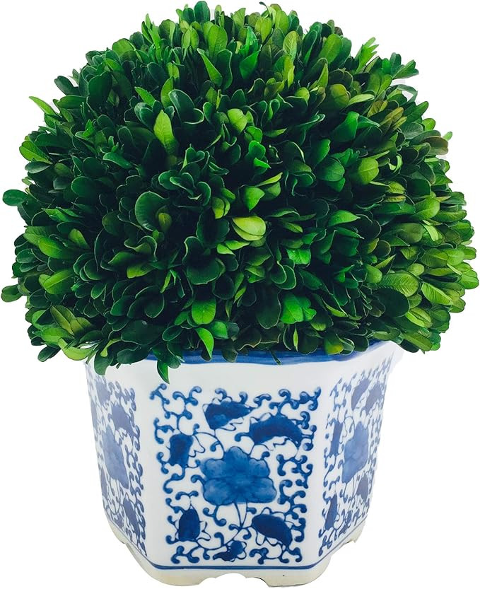 Galt International Preserved Natural Boxwood in Ceramic Pot - Plant and Table Centerpiece - Stunn... | Amazon (US)