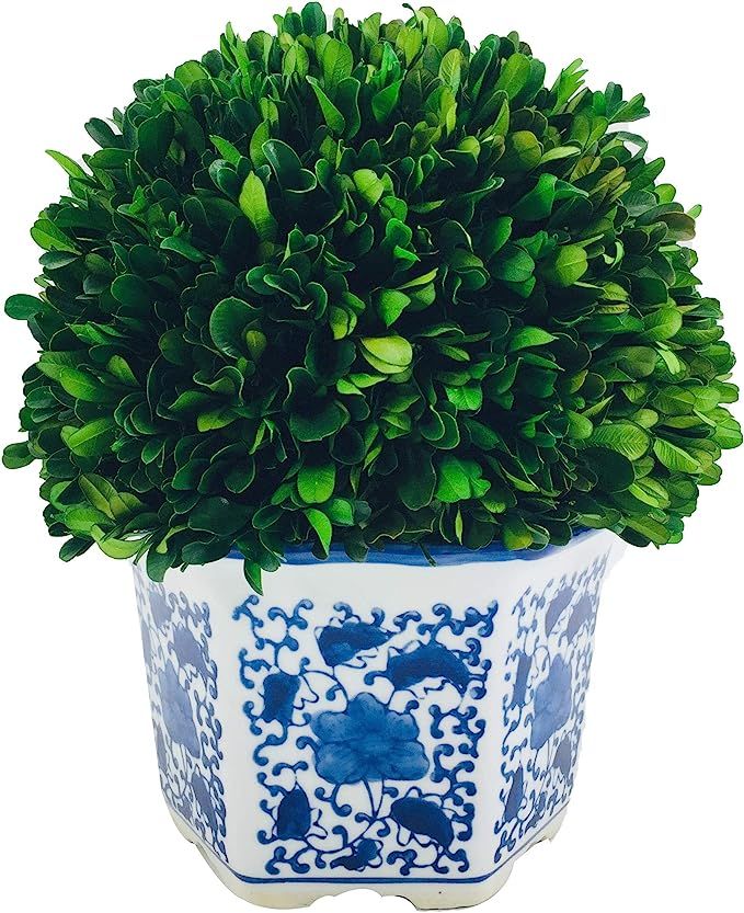 Galt International Preserved Natural Boxwood in Ceramic Pot - Plant and Table Centerpiece - Stunn... | Amazon (US)