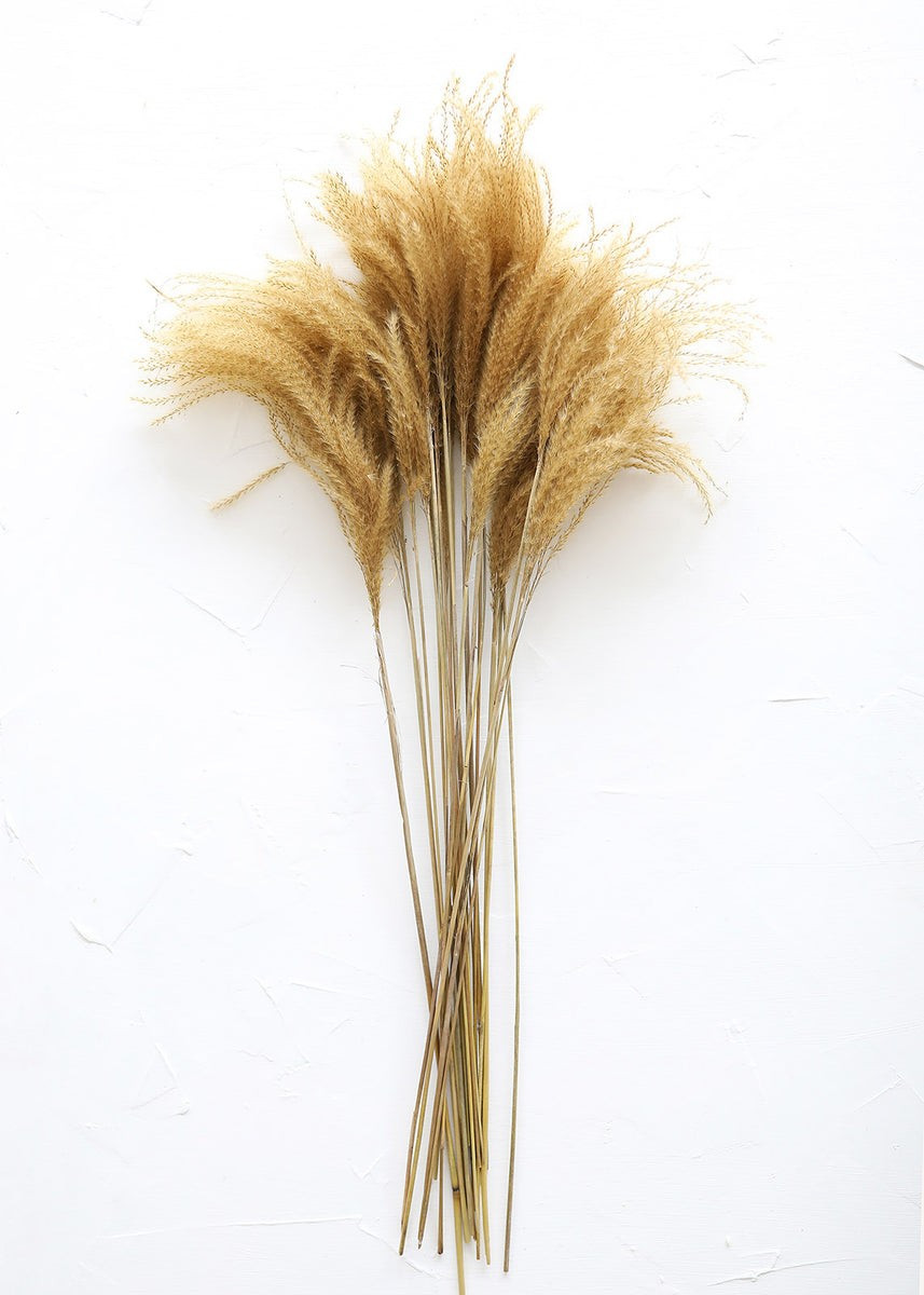 Preserved Natural Golden Grass - 17-27 | Afloral (US)