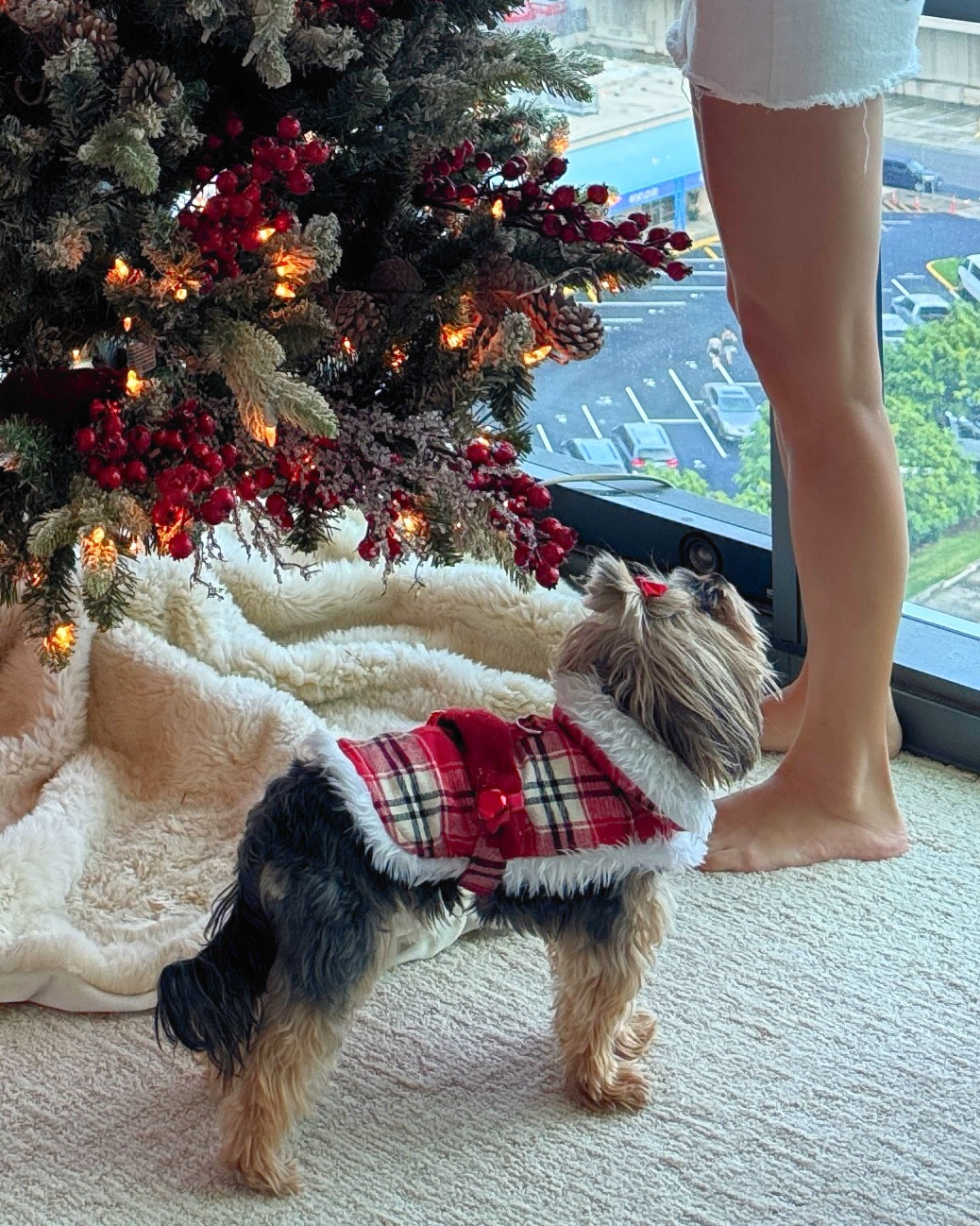 It’s not cold enough in Hawaii for my dog to wear her Christmas jacket but we put it on her for a bit and it was so cute!!

#LTKSeasonal #LTKFindsUnder50 #LTKHoliday
